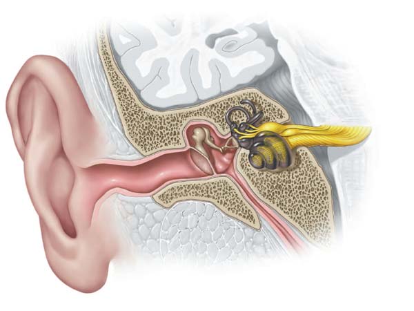 orecchio interno