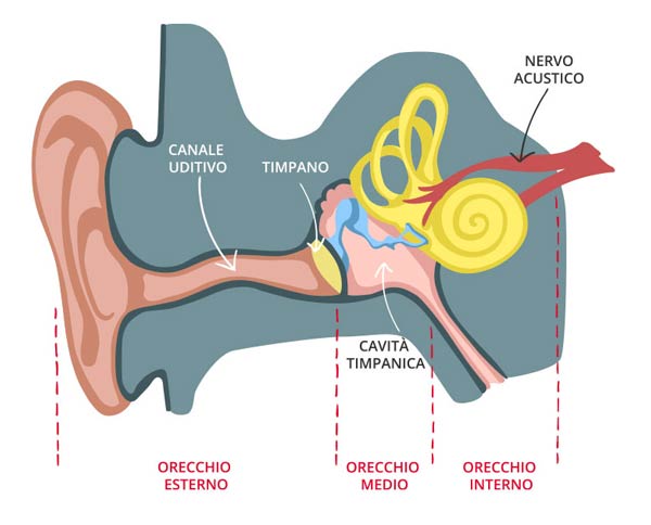 interno orecchio